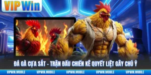 Đá Gà Cựa Sắt - Trận Đấu Chiến Kê Quyết Liệt Gây Chú Ý