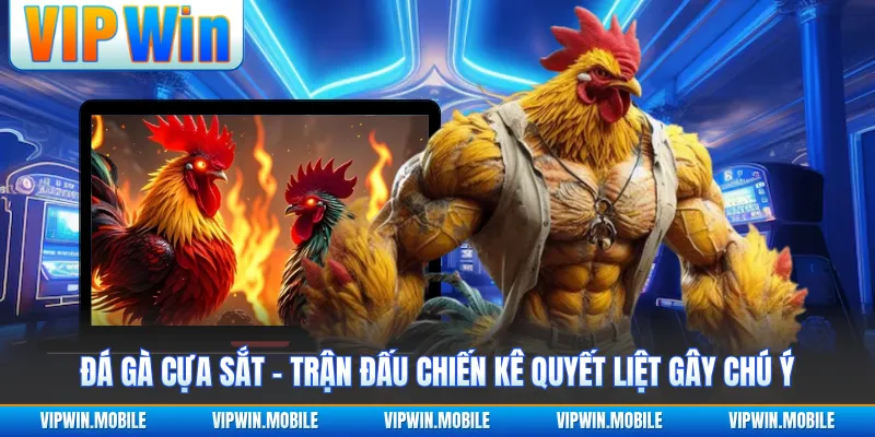 Đá Gà Cựa Sắt - Trận Đấu Chiến Kê Quyết Liệt Gây Chú Ý