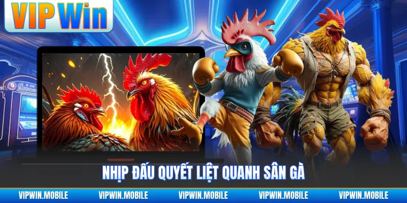 Nhịp đấu quyết liệt quanh sân gà