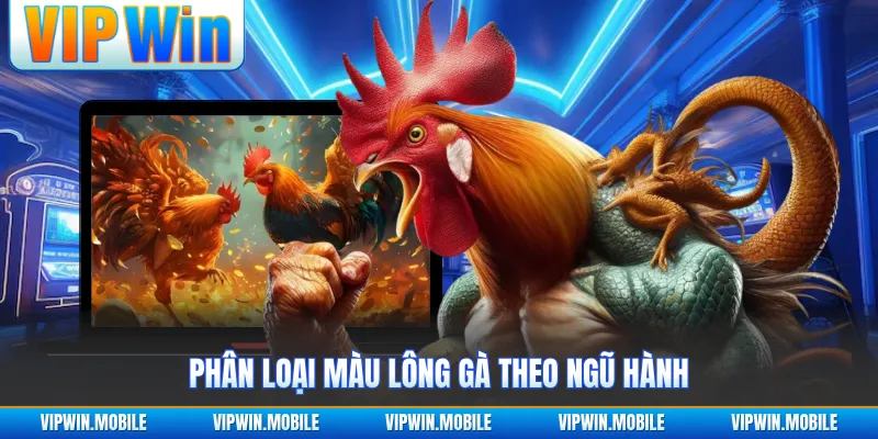 Phân loại màu lông gà theo ngũ hành