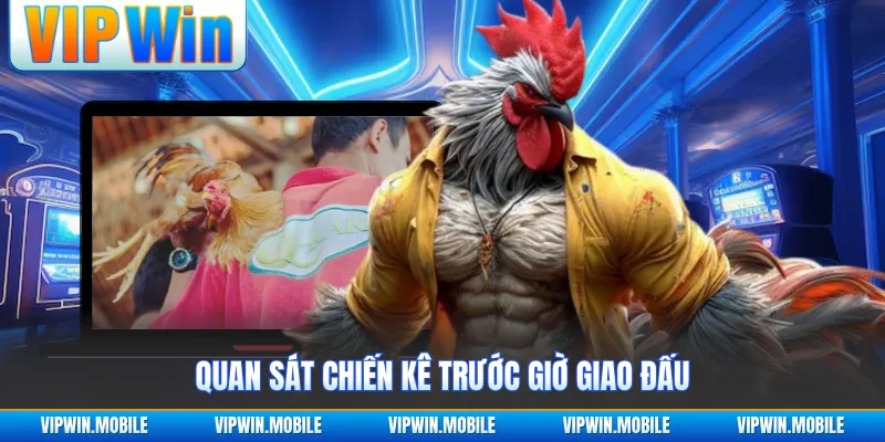 Quan sát chiến kê trước giờ giao đấu