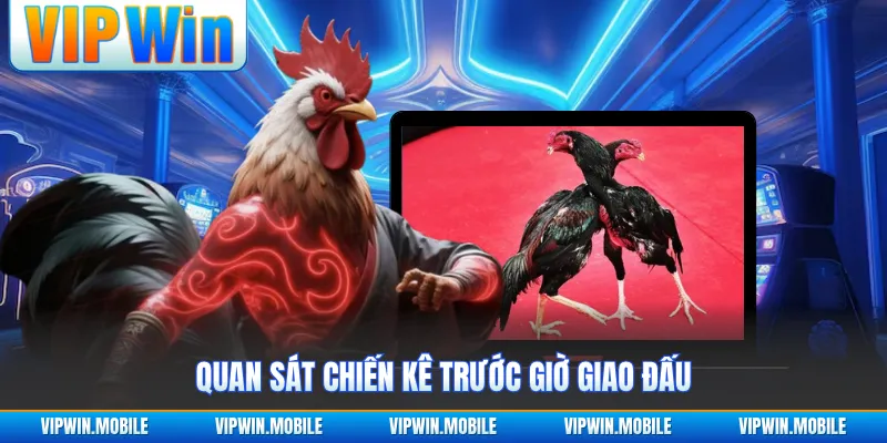 Quan sát chiến kê trước giờ giao đấu