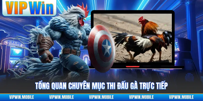 Tổng quan chuyên mục thi đấu gà trực tiếp